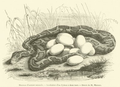 Museum of Natural History, inkubasjon av en to-stripet pyton (gravering) av French School