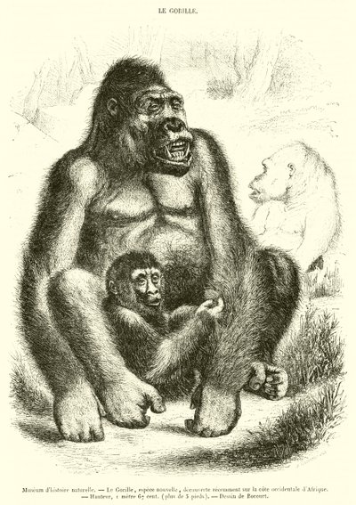 Naturhistorisk museum, Gorillaen (gravering) av French School