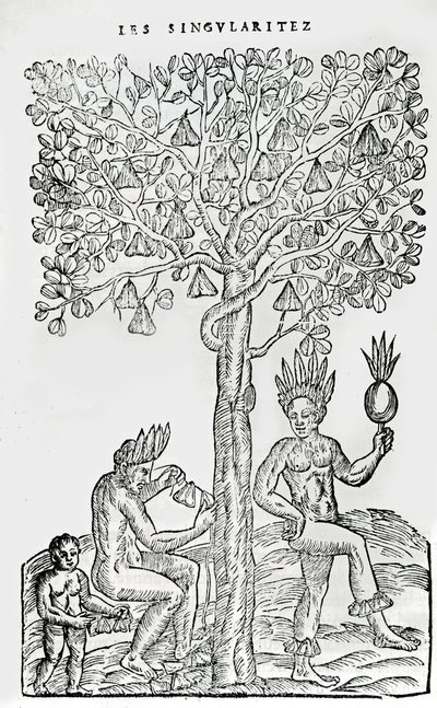Nana fuit, medisinsk plante, illustrasjon fra Singularities of France Antarctique, av Andre de Thevet, 1558 av French School