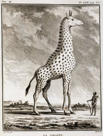 Natural History Plate: La Giraffe - i "" Natural History, General and Particular"" av Buffon av French School