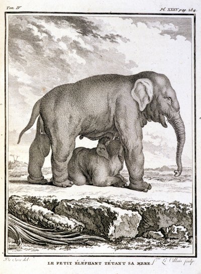Natural History Plate: The Little Elephant Taunting Her Mother - i "" Natural History, General and Particular"" av Buffon av French School