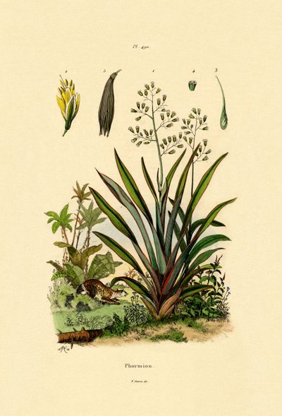 New Zealand Lin, 1833-39 av French School