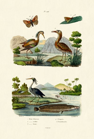 Natthegre, 1833-39 av French School