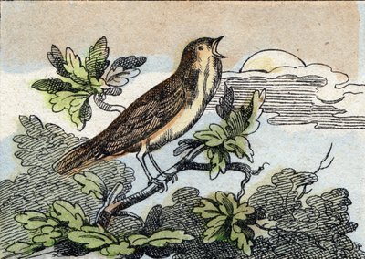 Nattergal. Gravering i "Buffon Alphabet des Oiseaux n 1". 3. Serie N 1. Avbildning av Epinal, Epinal, sent på 1800-tallet. 16 sider. Mål: 28x21cm av French School