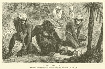 Orang-Outang Et Mias (gravering) av French School