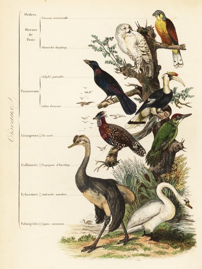 Fugleordener: tårnfalk, Falco tinnunculus, sårbar snøugle, Bubo scandiacus, større blåørestær, Lamprotornis chalybaeus, stor hornfugl, Buceros bicornis, europeisk grønn spett, Picus viridis, vestlig tragopan, Tragopan melanocephalus, av French School