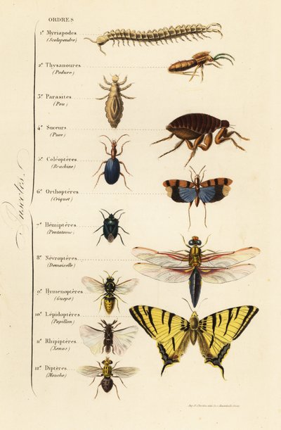 Bestillinger av insekter av French School