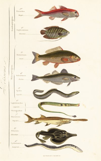 Bestillinger av fisk av French School