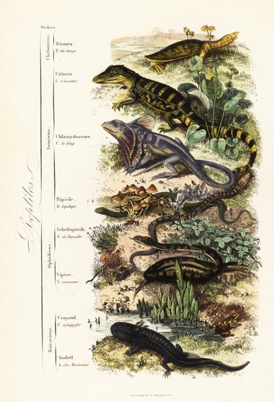 Ordner av krypdyr: sårbar indisk softshell-skilpadde, Nilssonia gangetica, brillekaiman, kaimankrokodilus, krøllete øgle, Chlamydosaurus kingii, vanlig skjellfot, Pygopus lepidopudus, europeisk glassøgle, Pseudopus apodus, av French School