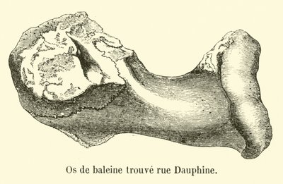 Hvalbein funnet rue Dauphine av French School