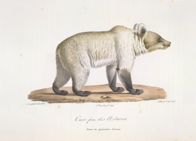 Bjørn fem fra Asturias. Kvinnelig spansk brunbjørn, fra Natural History of Mammals (farge litho) av French School