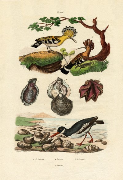 Østers, 1833-39 av French School