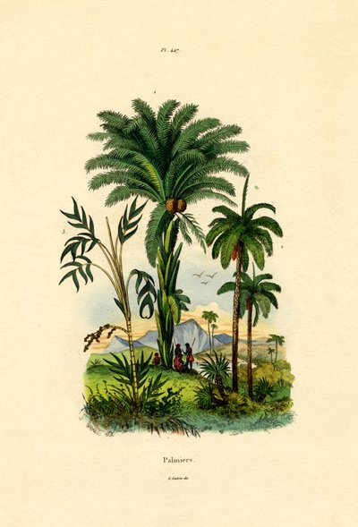 Palmetrær, 1833-39 av French School