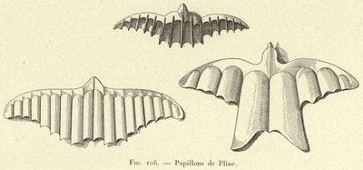 Sommerfugler av Plinius (gravering) av French School
