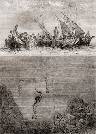 Perledykkere utenfor kysten av øya Ceylon på 1700-tallet, fra 