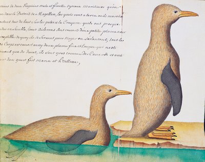 Pingviner, Magellanstredet, akvarell fra loggbok av Jacques Gouin de Beauchesne (1652-1730), kaptein for Compagnie royale de la Mer du Sud, fra 1698 til 1701, Frankrike av French School