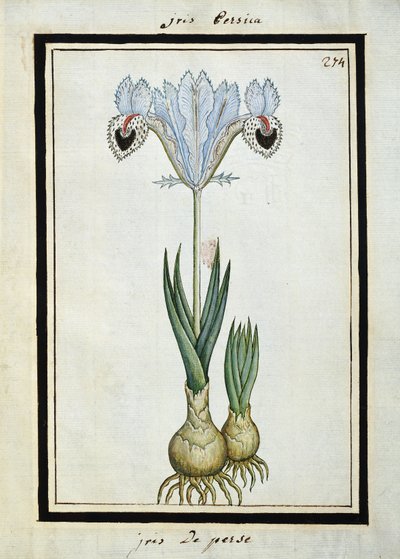 Persisk iris, ca. 1700 av French School