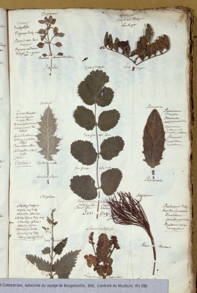 Philibert Commersons (1727-73) herbarium av French School