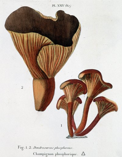 Fosforsopp i Jean Jacques Paulet "" Treatise on mushrooms "", slutten av 1700-tallet av French School