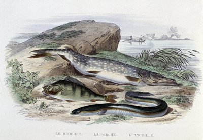 Fiskene: Gjedden, abboren, ålen - i "Naturhistorie" av Lacépède, red. Ovn, Paris av French School