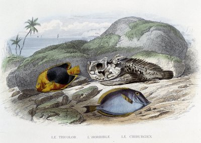Fiskene: Tricoloren, den grusomme og kirurgen - i "Histoire Naturelle" av Lacépède, red. Veurne, Paris av French School