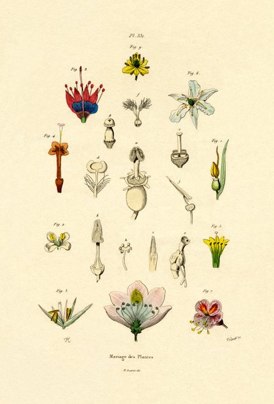 Planteavl, 1833-39 av French School