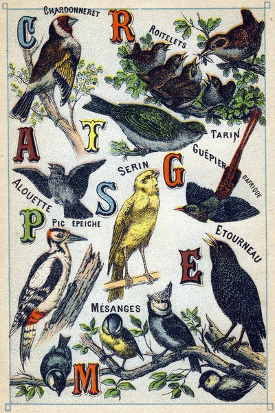 Tallerken 1: Gullfink, Wrens, Siskin, Lerke, Kanarifugl, afrikansk bieter, hakkespett, stær, chickadees. Gravering i "Syllabary alfabet av fugler"". Serie A. Pellerin et Cie, trykkerier-forlag, Epinal, slutten av 1800-tallet. Kromolitografier. Liten 8- av French School