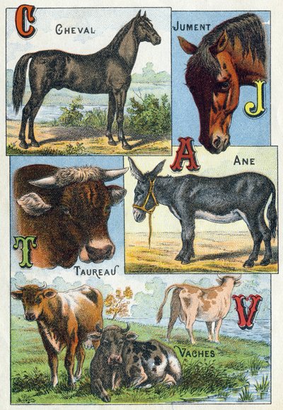 Plate 1: Hest, hoppe, Tyr, esel, kyr. Gravering i "Syllabary alfabet av husdyr og gårdsplass". Serie A. Pellerin et Cie, trykkerier-forlag, Epinal, slutten av 1800-tallet. Kromolitografier . Mål: 19,5 x 13,5 cm av French School