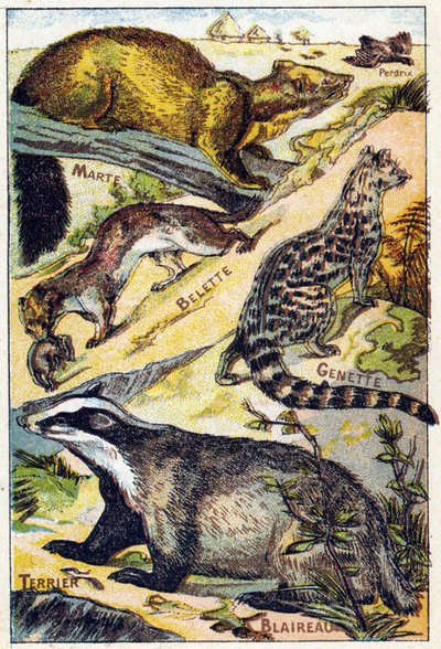Plate 1: Partridge, Marte, Weasel, Genette, Grevling, Terrier. Gravering i "Syllabary alfabet alle slags rødbeter"". Serie A. Pellerin et Cie, trykkerier-forlag, Epinal, slutten av 1800-tallet. Kromolitografier. Lite 8-siders reklamealbum som inneholder en av French School
