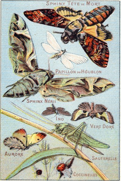 Plate 1: Skull Sphinx, Hop Butterfly, Sphinx Neri, Ino, Gold Green, Aurora, Grasshopper, Ladybirds. Gravering i "Syllabary alfabet av sommerfugler og insekter"". Serie A. Pellerin et Cie, trykkerier-forlag, Epinal, slutten av 1800-tallet. Kromolitografier. av French School