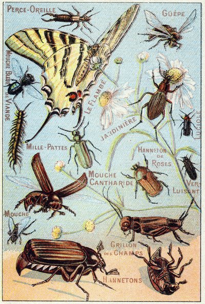 Plate 2: Ørepiercing, Gupe, Blue Meat Fly, Flambe, Gardener, Tusenbein, Firefly, Rose Channeton, Gloss orm, Flue, Field Cricket, Chablets av French School