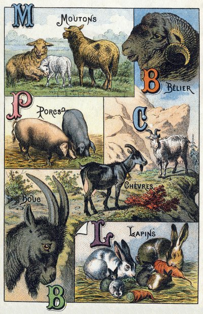 Plate 2: Sauer, Belier, Griser, Geiter, Kaniner. Gravering i "Syllabary alfabet over husdyr og gårdsplass". Serie A. Pellerin et Cie, trykkerier-forlag, Epinal, sent på 1800-tallet. Kromolitografier . Mål: 19,5 x 13,5 cm av French School