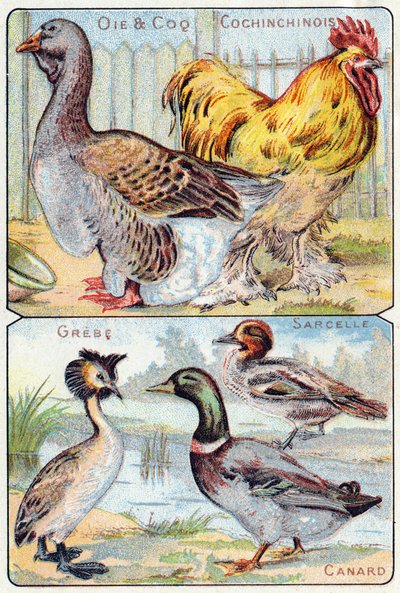 Tallerken 2 topp: Gås og hane og kinesisk; Nederst: Grebe, Teal, Duck. Gravering i "Syllabary alfabet av fugler og krypdyr"". Serie A. Pellerin et Cie, trykkerier-forlag, Epinal, slutten av 1800-tallet. Kromolitografier. Lite 8-siders reklamealbum med av French School