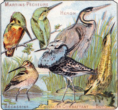Plate 3: Kingfisher, Heron, Becassine, Knight fighting, Butor. Gravering i "Syllabary alfabet av fugler og krypdyr"". Serie A. Pellerin et Cie, trykkerier-forlag, Epinal, slutten av 1800-tallet. Kromolitografier. Lite 8-siders reklamealbum s av French School