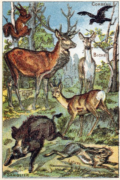 Plate 3: Ravn, ekorn, fargestoff, hjort, hjort, villsvin, hare. Gravering i "Syllabary alfabet alle slags rødbeter"". Serie A. Pellerin et Cie, trykkerier-forlag, Epinal, slutten av 1800-tallet. Kromolitografier. Lite 8-siders reklamealbum som inneholder e av French School