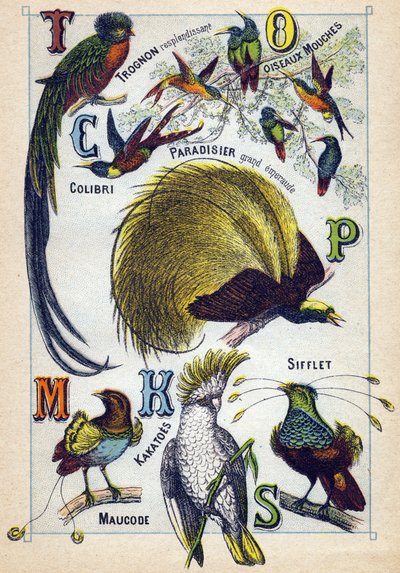 Plate 3: Skinnende kjerne, Fluefugler, Hummingbird, Emerald Paradise, Kakatoes, Whistle, Maucode. Gravering i "Syllabary alfabet av fugler"". Serie A. Pellerin et Cie, trykkerier-forlag, Epinal, slutten av 1800-tallet. Kromolitografier. Liten 8-siders rekl av French School