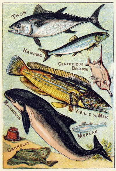 Plate 3: Tunfisk, Sild, Sentrisk nebb, Gammelhavet, Niser, Hvitting, Flis. Gravering i "Syllabary alfabet av sjø- og ferskvannsfisk". Serie A. Pellerin et Cie, trykkerier-utgivere, Epinal, slutten av 1800-tallet. Kromolitografier. Liten 8-siders reklamealb av French School