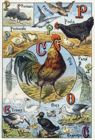 Tallerken 3: perlehøns, duer, kyllinger, høne, hane, påfugl, svaner, gjess, ender. Gravering i "Syllabary alfabet av husdyr og gårdsplass". Serie A. Pellerin et Cie, trykkerier-forlag, Epinal, sent på 1800-tallet. Kromolitografier . Dim: 19,5 av French School