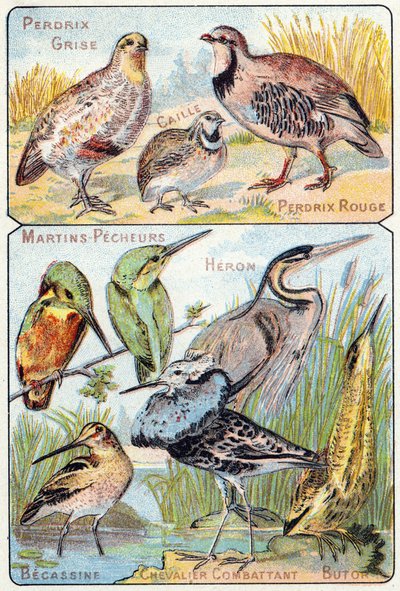 Plate 3 topp: Grå rapphøne, vaktel, rød rapphøne. Nederst: Kingfishers, Heron, Becassine, Fighting Knight, Butor. Gravering i "Syllabary alfabet av fugler og krypdyr"". Serie A. Pellerin et Cie, trykkerier-forlag, Epinal, slutten av 1800-tallet. Chromolit av French School
