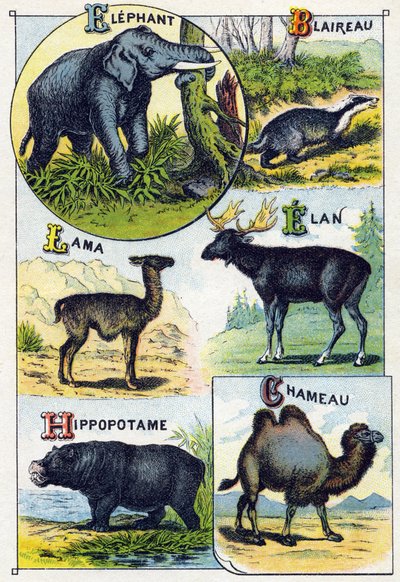 Plate 4: Elefant, Grevling, Lama, Elan, Hippotamus, Kamel. Gravering i "Syllabary alfabet av ville dyr". Serie A. Pellerin et Cie, trykkerier-forlag, Epinal, slutten av 1800-tallet. Kromolitografier . Lite 8-siders reklamealbum som inneholder et pensum av French School