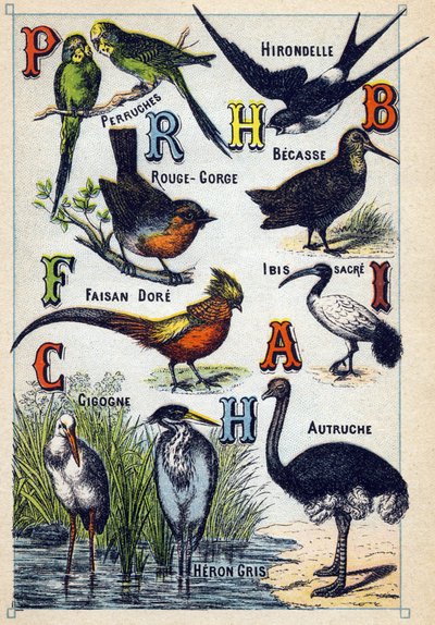 Plate 4: Parakitter, Svale, Rødstrupe, Bøk, Dore Fasan, Sacred Ibis, Stork, Struts, Grey Heron. Gravering i "Syllabary alfabet av fugler"". Serie A. Pellerin et Cie, trykkerier-forlag, Epinal, slutten av 1800-tallet. Kromolitografier. Liten 8-siders a av French School