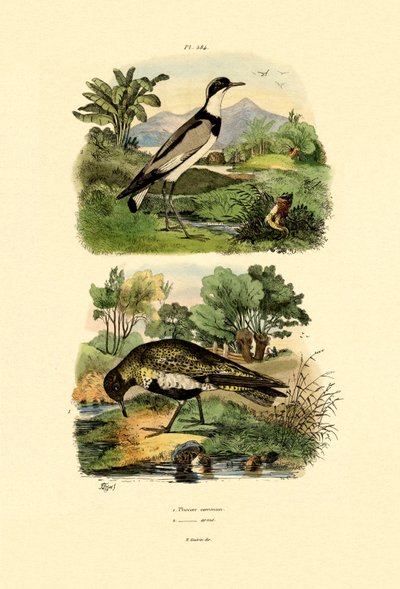 Plover, 1833-39 av French School
