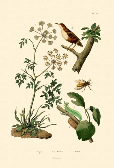 Gifthemlock, 1833-39 av French School