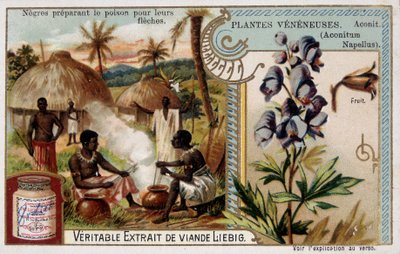 Giftplanter: aconit og afrikanske forbereder gift for pilene deres - chromo. Liébig, sent på 1800-tallet av French School