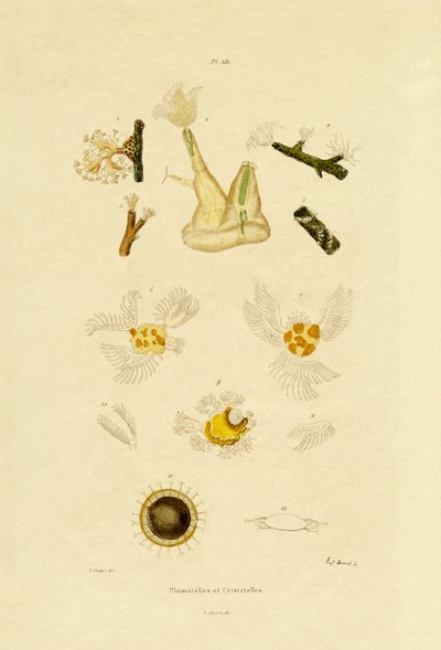 Polyp, 1833-39 av French School