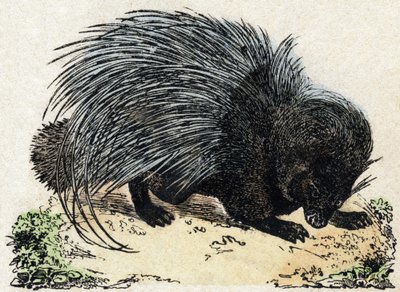 Porc-epos (Grise-epos). Gravering i "" Alphabet des animaux sauvages"". 9. serie. Bilder av Epinal, Pellerin, trykkeri-utgiver, ca. 1870. Graveringer på tre, stensilert. 16 sider. Mål: 20 x 15 cm. Privat samling av French School