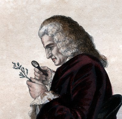 Portrett av Bernard de Jussieu (1699-1777), fransk naturforsker. av French School