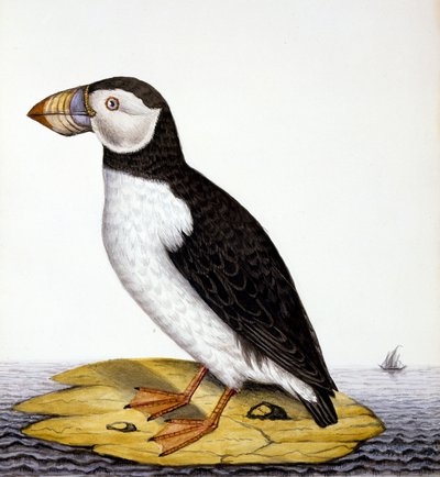 Lundefugl, marmon fratercula, ca. 1840 (wc på papir) av French School