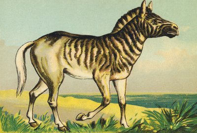 Q som Quagga (eller couagga, sebra-underart farget i 1883) av French School