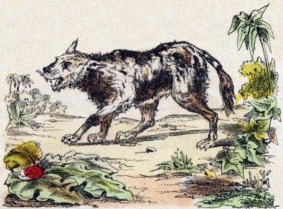 Quachy (art av løvehund fra Sør-Amerika). Gravering i "" Alphabet des animaux sauvages"". 9. serie. Bilder av Epinal, Pellerin, trykkeri-utgiver, ca. 1870. Graveringer på tre, stensilert. 16 sider. Mål: 20 x 15 cm. Privat samling av French School